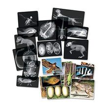 Load image into Gallery viewer, Roylco R5910 Animal X-Rays, 8&quot; x 10&quot;, 28 Pieces
