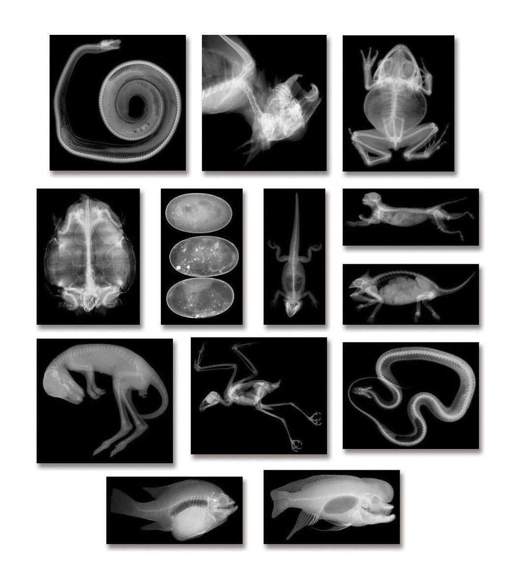 Roylco R5910 Animal X-Rays, 8